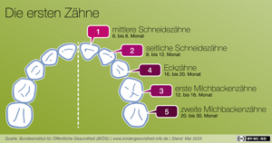 Die ersten Zähne Die ersten Zähne